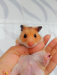 Syrian hamster